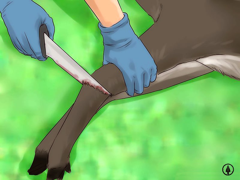 How to skin the deer