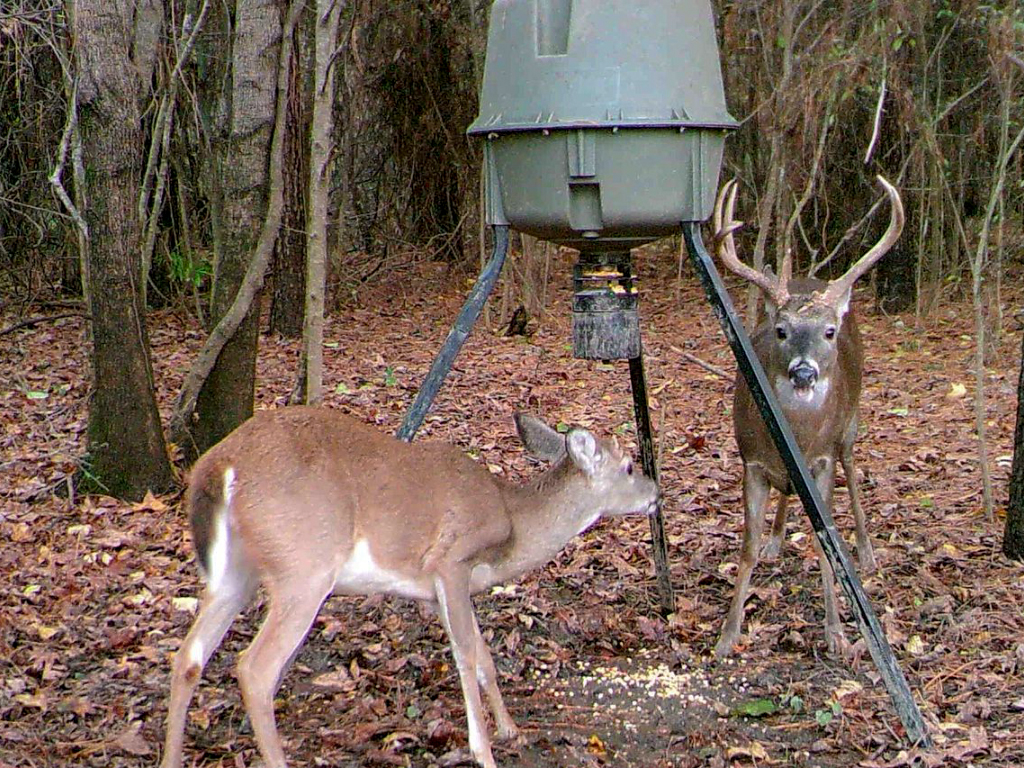 baiting hunting tactic used to hunt deer