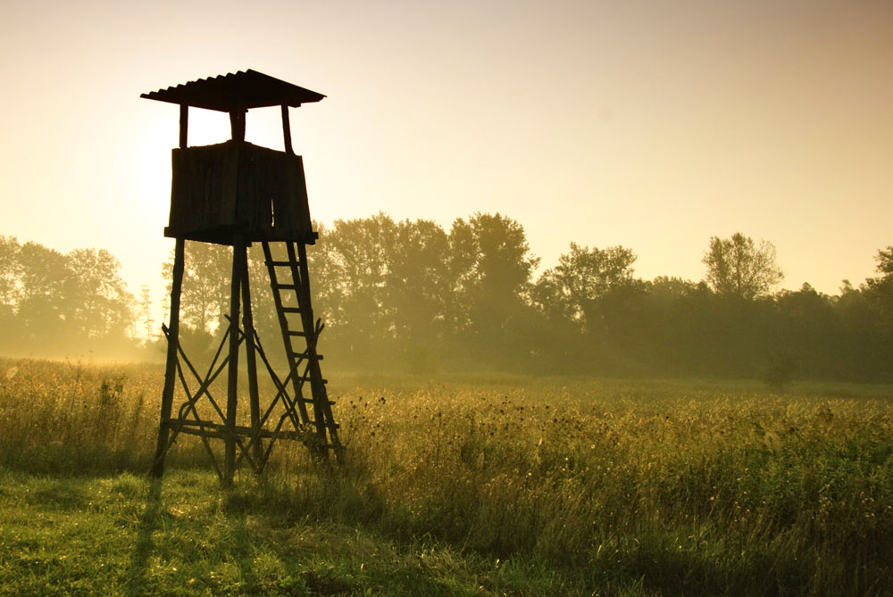 how to hunt: using elevated hunting stand
