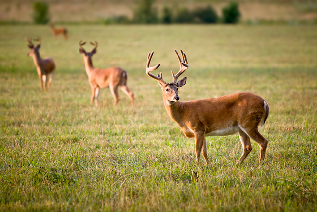 observing deer behavior